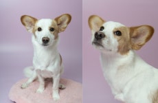 세상 구하는 귀여움!…다정함까지 겸비한 꽃순[가족의발견(犬)]