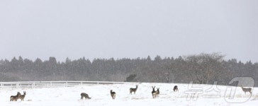 제주 설원의 노루들