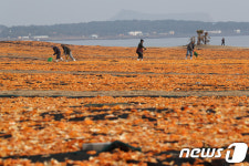 제주 환경단체 신천목장 리조트 개발 환경영향평가서 잘못됐다