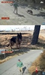 산책하는 척 나무에 묶고 줄행랑…애견 카페 앞 반려견 버린 남성[CCTV 영상]