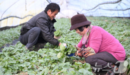 봄의 향기 가득한 곰취 수확해요