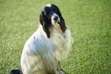 아침마다 문 앞에 있던 은퇴 구조견…입양자는 미안했다[펫피플]