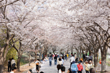 기다렸나, 봄 고창 벚꽃축제 4월 4일 개막…석정온천 일원서 개최