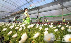 도심 단장할 봄꽃 관리