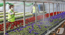 도심 단장할 봄꽃