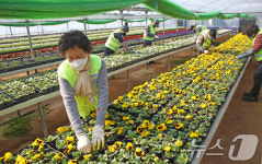 도심 화사하게 단장할 봄꽃