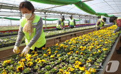 도심 화사하게 단장할 봄꽃