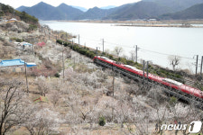 코레일 부산경남, 내달 1~9일 매화 명소 양산 원동역 임시 정차
