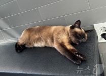 동물병원 진료대 위에서 꾸벅꾸벅 조는 고양이…너무 졸리다냥