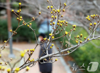 꽃망울 터뜨리는 노란 산수유