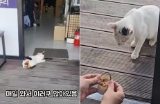 밥 동냥하는 어미 고양이 위한 가게 사장의 묘수…동화 같아