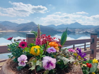 재개장 임실 옥정호 출렁다리·붕어섬에 관광객 북적