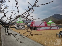 작년 5월부터 준비했는데…꽃 없는 축제 김해 강변 매화축제