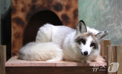 도심 한복판에 여우가? 개량종 마블폭스…새 보금자리는 전주동물원