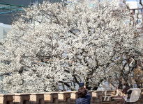 봄기운 즐기는 시민들
