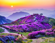 40km 벚꽃길·철쭉 군락 합천으로 봄꽃 구경 오세요