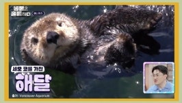 동훌륭, 장도연 홀린 해달 등장…치명적 귀여움