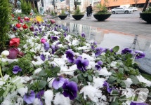 [뉴스1 PICK]그래도 봄은 온다…꽃샘추위 속에서 핀 봄꽃