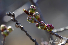 안동 벚꽃축제 막바지 준비 착착…3월 말 개화 예상
