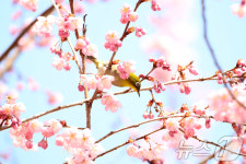 벚꽃 개화한 부산