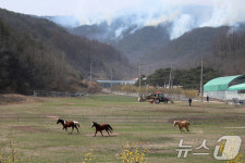 평화로운 목장 위협하는 산불