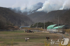 의성 산불 사흘째…종빈마 대피