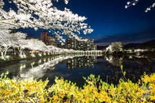 김천시, 연화지 벚꽃 페스타 3월29~4월6일 개최