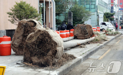 퇴출되는 제주 워싱턴야자수