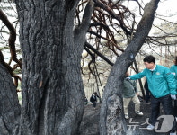 산불 피해 입은 ‘영양 답곡리 만지송’ 확인 나선 최응천 국가유산청장