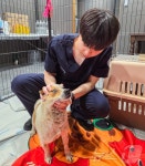 산불 피해동물들 치료하려…안양서 안동 달려간 넬동물의료센터