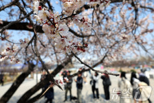 살구꽃은 활짝 벚꽃은 아직