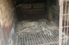 개 농장서 발견된 오래된 사체…산불로 2000여 마리 몰살당할 뻔했다