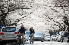 벚꽃길 라이딩