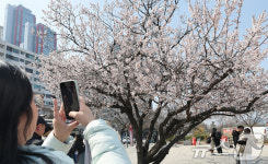 여의도 봄꽃행사, 尹 탄핵선고일 고려해 8일로 시작일 연기