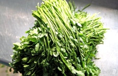 전주 미나리, 숙취해소에 ‘탁월’…전주농생명소재연구원, 과학적 입증