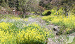 계곡에 넘실대는 봄