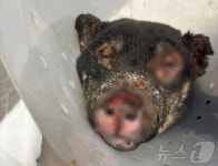 얼마나 아팠을까…농장서 살아남은 개 치료하던 수의사 한숨