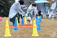 [포토] 가슴 설레는 옥정호 벚꽃축제…관광객 북적