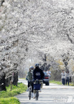 벚꽃길 따라 즐기는 라이딩