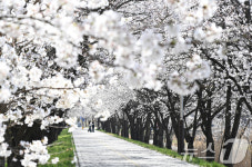 거창 황강천 벚꽃길