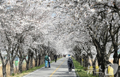 거창 황강천 벚꽃길