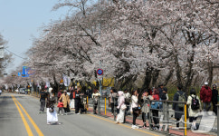2025 여의도 봄꽃축제