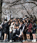 학생들의 벚꽃 나들이