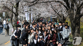 [뉴스1 PICK]서울 벚꽃 활짝…이번주 절정