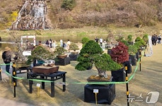 진천군, 천년의 숨결 농다리서 분재 전시회 개최