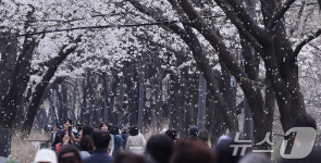 벚꽃 만개 그리고 꽃비