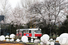 노원구 화랑대철도공원 벚꽃 만개