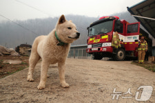 한국동물약품협회, 대규모 산불 피해 지역에 동물용의약품 지원