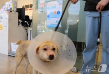 화마에 목줄 끊어져 탈출…집 홀랑 타고 갈 곳 잃은 백구 모자