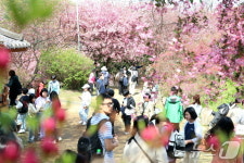 [화보]봄꽃으로 물든 전주 완산공원 꽃동산…시민·관광객들 감탄사 연발